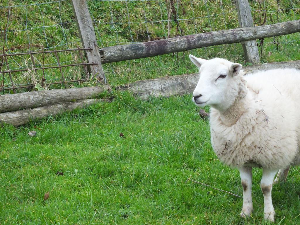 Willa Clyne Farm Centre The Mumbles Zewnętrze zdjęcie